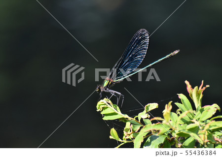 糸トンボ 55436384