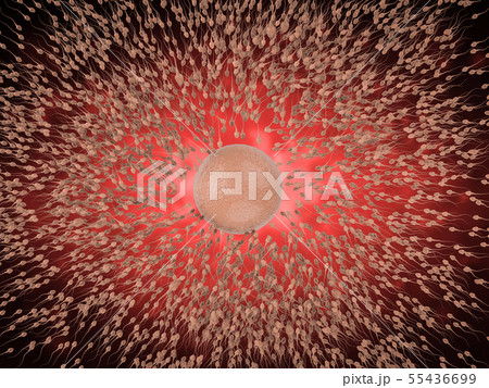 sperm with ovum 55436699