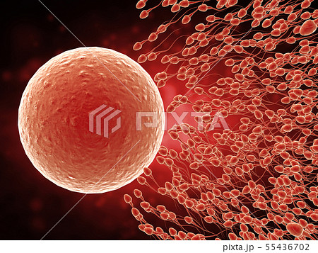 sperm with ovum sperm with ovum 55436702