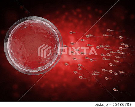 sperm with ovum sperm with ovum 55436703