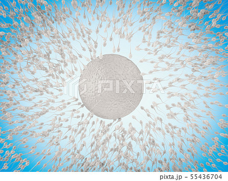 sperm with ovum 55436704