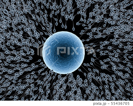 x ray sperm with ovum 55436705