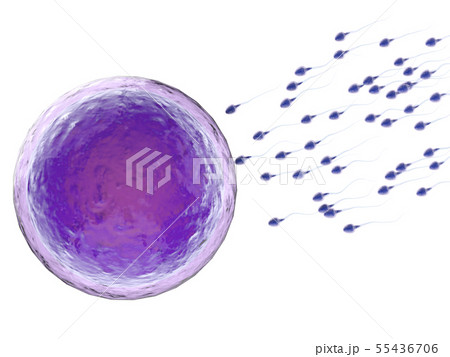 sperm with ovum sperm with ovum 55436706