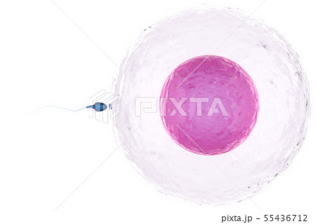 sperm with ovum 55436712