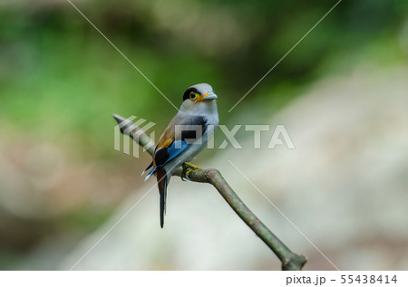 colorful bird Silver-breasted broadbil 55438414