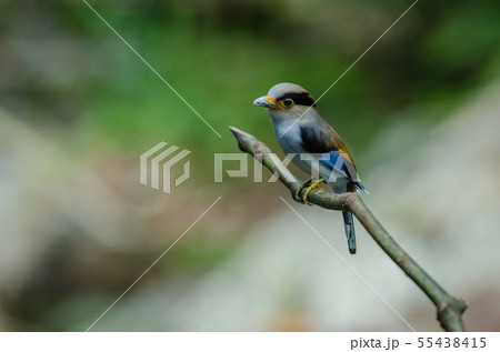 colorful bird Silver-breasted broadbil 55438415