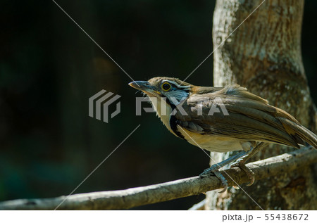 Greater Necklaced Laughingthrush on branch in 55438672