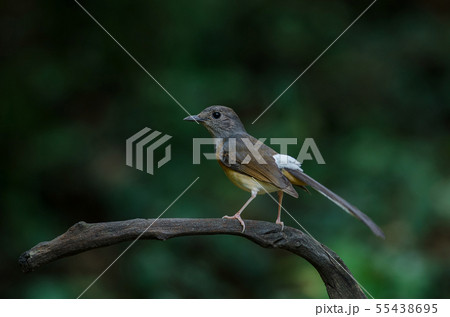 White-rumped Shama standing on a branch 55438695