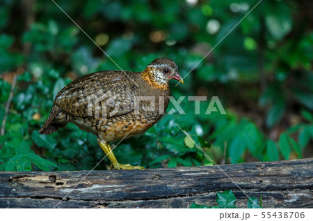 Scaly-breasted partridge in nature 55438706
