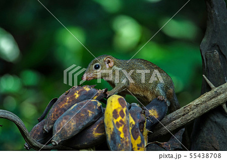 Common treeshrew or Southern treeshrew (Tupaia Common treeshrew or Southern treeshrew (Tupaia 55438708