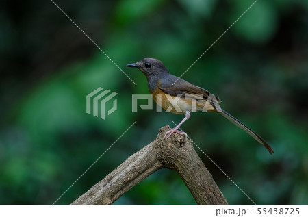 White-rumped Shama standing on a branch White-rumped Shama standing on a branch 55438725