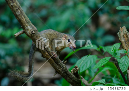 Common treeshrew or Southern treeshrew (Tupaia Common treeshrew or Southern treeshrew (Tupaia 55438726