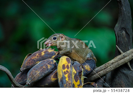 Common treeshrew or Southern treeshrew (Tupaia Common treeshrew or Southern treeshrew (Tupaia 55438728