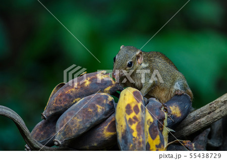 Common treeshrew or Southern treeshrew (Tupaia Common treeshrew or Southern treeshrew (Tupaia 55438729