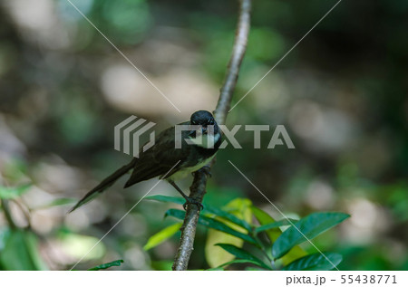 Malaysian Pied Fantail (Rhipidura javanica) in Malaysian Pied Fantail (Rhipidura javanica) in 55438771