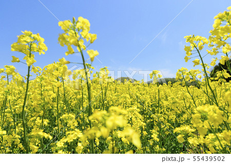 菜の花と青空 55439502