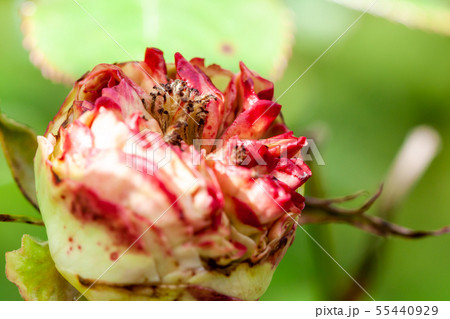 Red and white rose starting to open 55440929