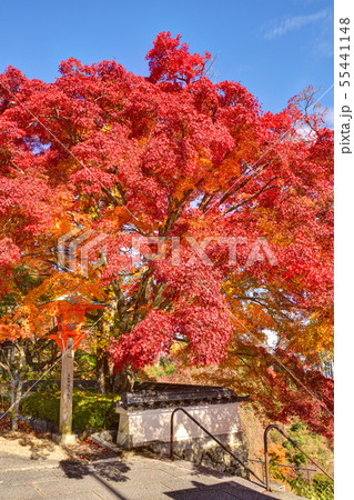 善峯寺の紅葉 善峯寺の紅葉 55441148