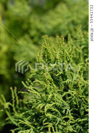Hinoki cypress Birgit Hinoki cypress Birgit 55441732