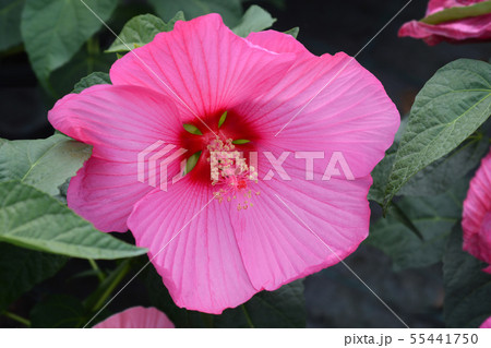 Hardy hibiscus Luna Rose 55441750
