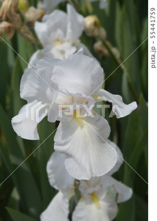 Tall bearded iris Ice Cream Castle Tall bearded iris Ice Cream Castle 55441759