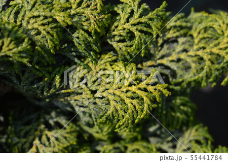 Hinoki cypress Maureen Hinoki cypress Maureen 55441784