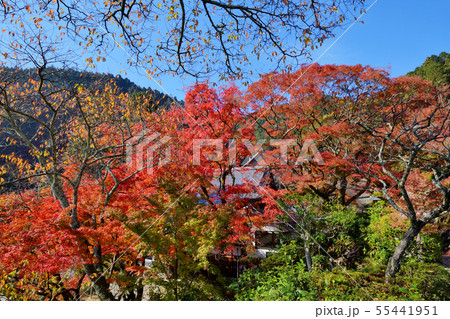 善峯寺の紅葉 善峯寺の紅葉 55441951