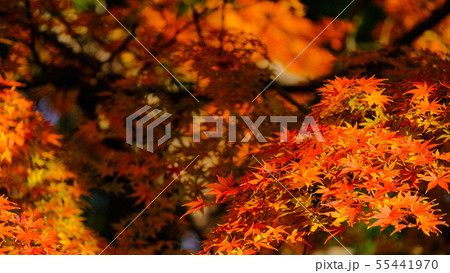 紅葉 紅葉 55441970