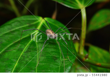 Harvestman spider, Ophilion, Satara, Maharashtra 55441980