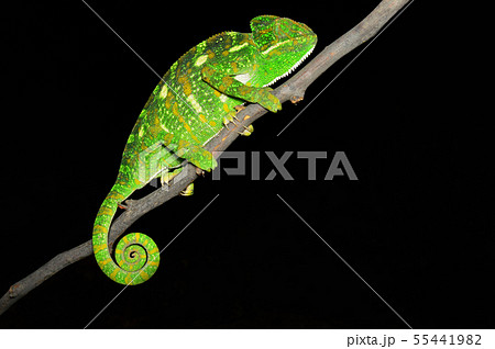 Indian chameleon, Satara, Maharashtra, India Indian chameleon, Satara, Maharashtra, India 55441982