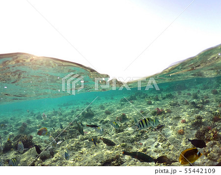 Wonderful and beautiful underwater world with corals and tropical fish. 55442109