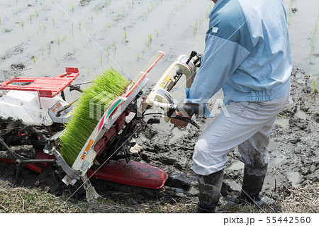 田植え 田植え 55442560