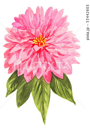 zinnia19802pix7 55442603