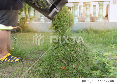 Pour the grass is cut short to keep it  55442786
