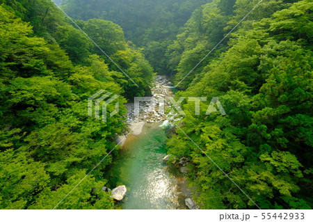 夏の芦廼瀬川(奈良県吉野郡十津川村) 夏の芦廼瀬川(奈良県吉野郡十津川村) 55442933