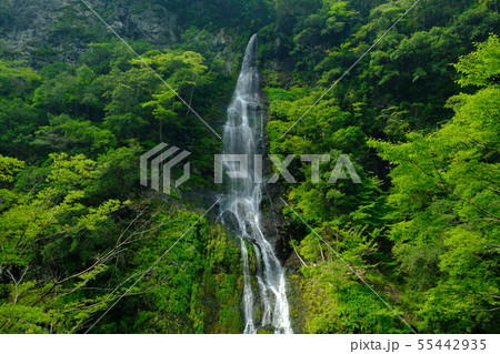 新緑の滝(奈良県吉野郡十津川村) 新緑の滝(奈良県吉野郡十津川村) 55442935