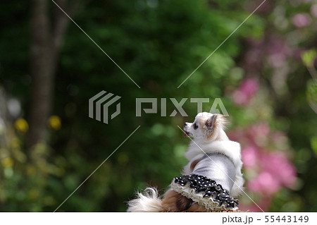 春はそこまで 55443149