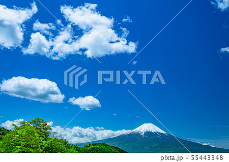 新緑の木立と富士山 新緑の木立と富士山 55443348