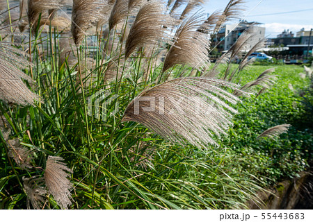 景色 風景 台湾 55443683
