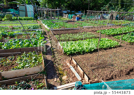 野菜 ベジタブル 青菜 55443873