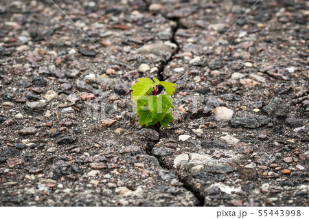 New plant grow in a cracked asphalt 55443998