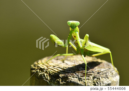 ハラビロカマキリの威嚇 ハラビロカマキリの威嚇 55444006