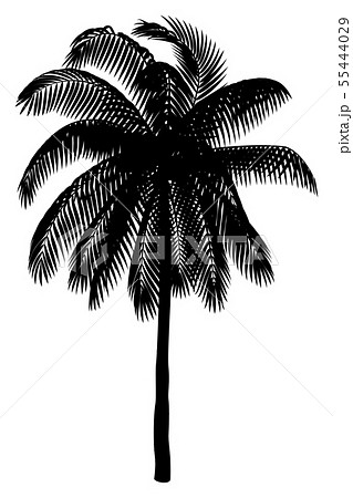 vector hand drawn plant clipart 55444029