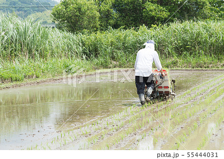 田植え 55444031