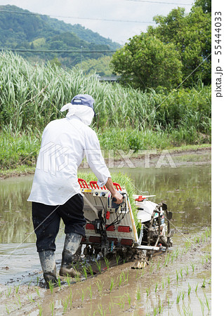 田植え 55444033