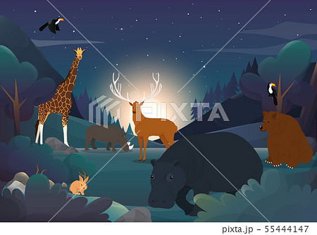 Wild Animal And The Forest At Night 55444147
