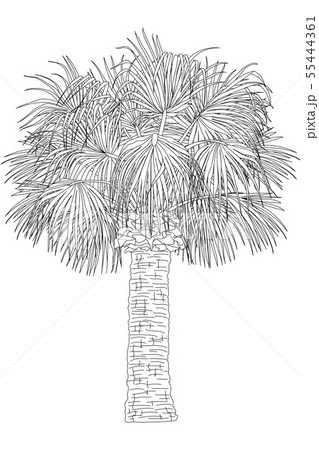 vector hand drawn plant clipart 55444361