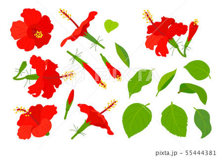 vector hand drawn plant clipart 55444381