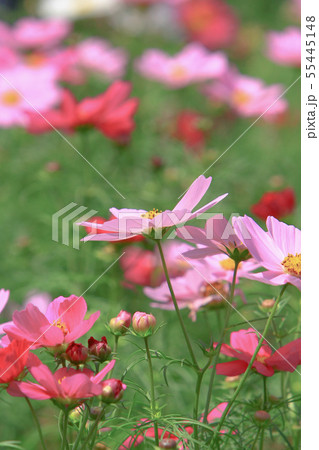 the Cosmos flower on a green back ground closeup 55445148