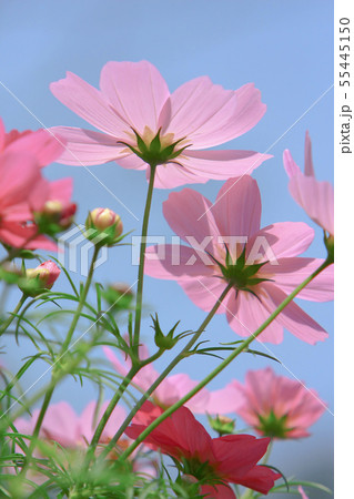 the Cosmos flower on a green back ground closeup 55445150